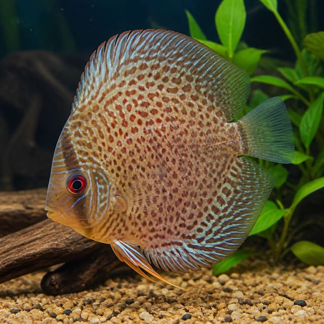 Leopard Snake Skin Discus domestic Symphysodon strain in a warm planted aquarium — representative image