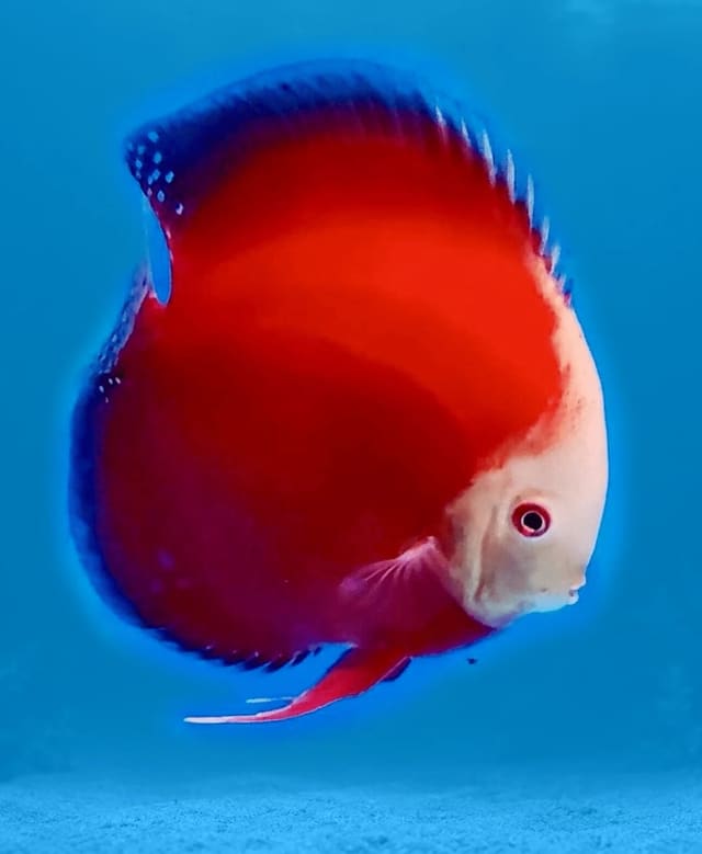 Red Valentine Discus with blue-streaked fins beside green plants and dark wood