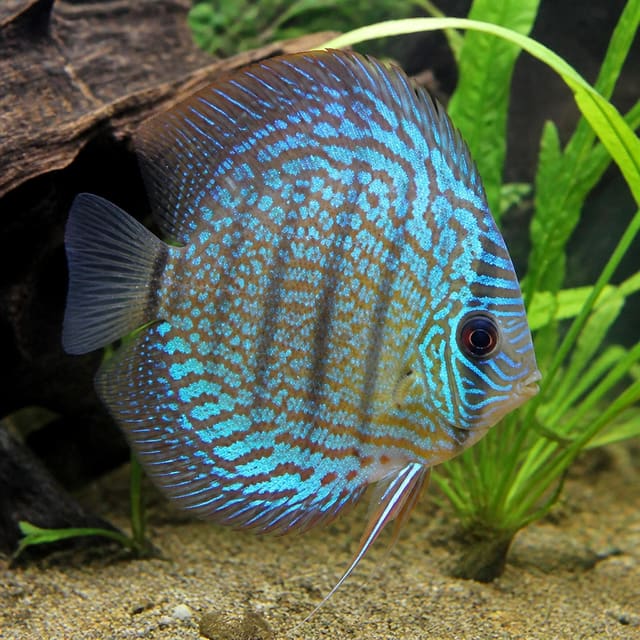 Turquoise Checkerboard Discus (Symphysodon spp. domestic strain)