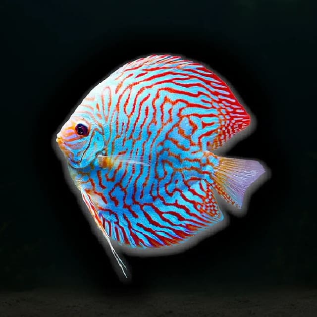 Turquoise Checkerboard Discus with turquoise-blue broken lines over an orange-brown body, beside bogwood and green plants