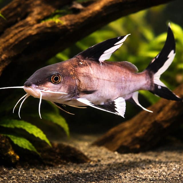 Synodontis granulosus 3 — representative image