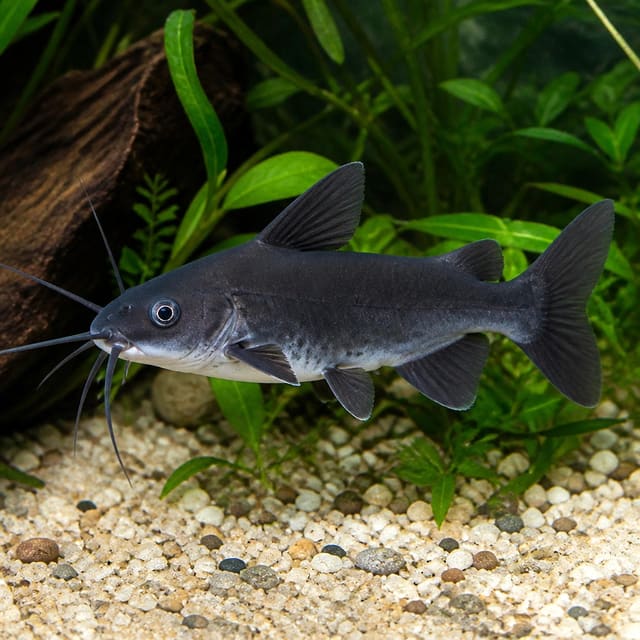 Cuckoo Catfish (Synodontis multipunctatus)