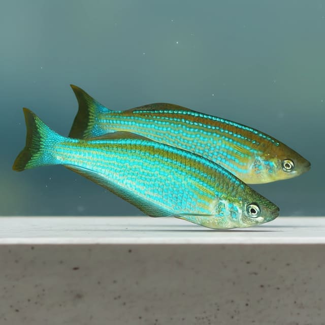 killifish - Aquarium supplies from Tropical Fish Co