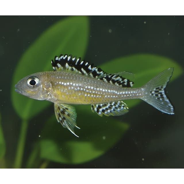 Tembwe Butterfly Cichlid (Xenotilapia papilio Tembwe) in a sand-rock Tanganyika aquarium