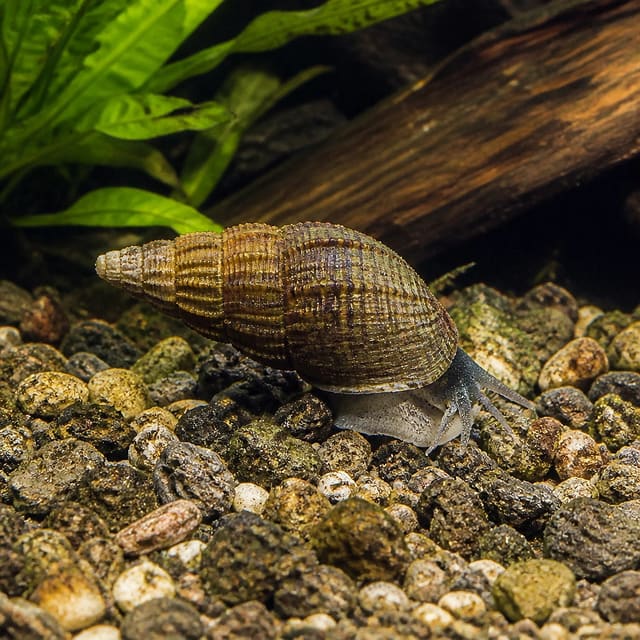 Hedgehog Snail (Mieniplotia scabra) - small spiky freshwater snail