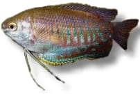 Thick-Lipped Gourami (Trichogaster labiosa) in side view, olive-brown body with blue-green bars and long thread-like pelvic