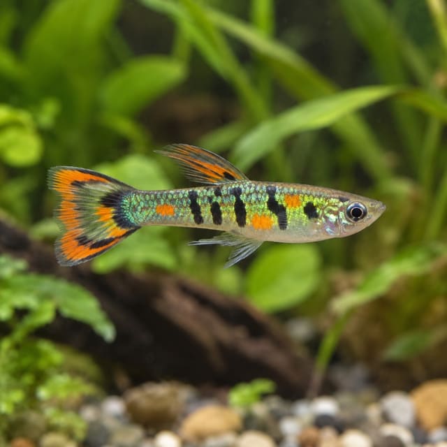 Tiger Green Male Endler Guppy, Poecilia wingei type livebearer