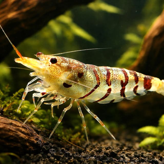 Tiger Shrimp — representative image