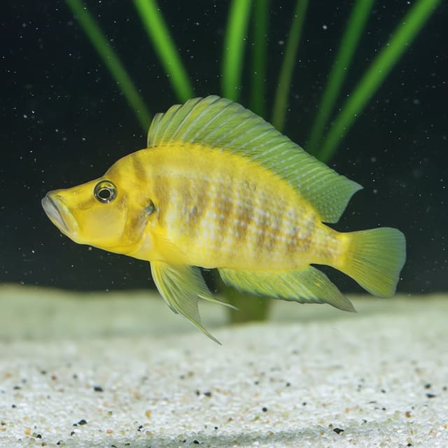 Titcha Mandarin Compressiceps (Altolamprologus compressiceps) in a planted aquarium — representative image