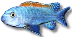 Trewavas' Mbuna (Labeotropheus trewavasae) in side view, with a sky-blue body, an orange-red dorsal fin and dark blue fins