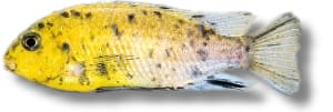 Tropheops Cichlid (Tropheops tropheops) in side view, yellow with irregular black blotches and pale fins