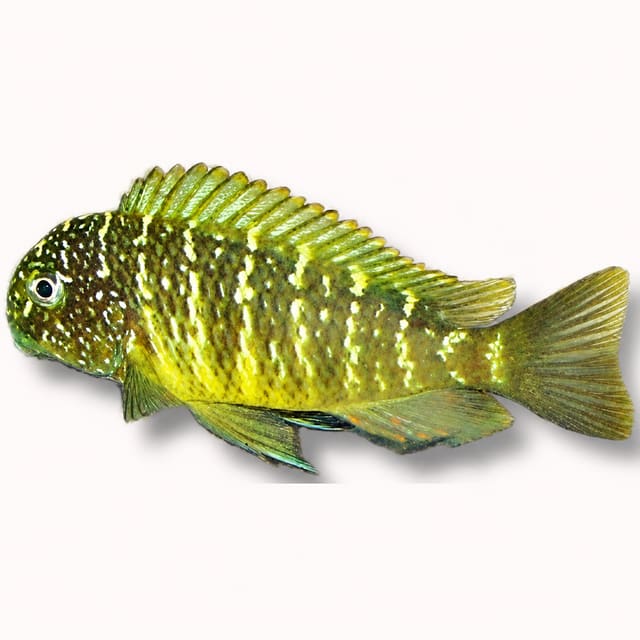 Tropheus moorii — Murago