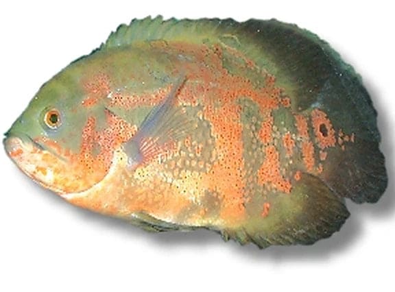 Oscar Cichlid (Astronotus ocellatus) verified source photo and habitat visuals