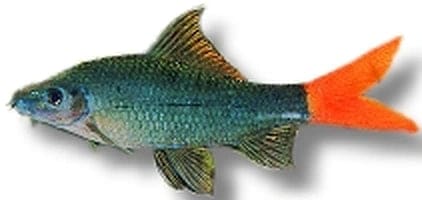 Red Tail Black Shark (Epalzeorhynchos bicolor) supplier reference image; not the exact fish supplied