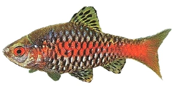 Odessa Barb (Pethia padamya)
