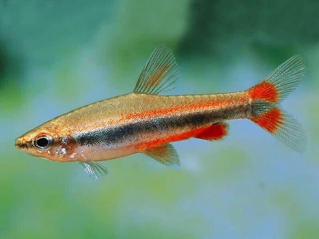 Red Golden - Aquarium supplies from Tropical Fish Co