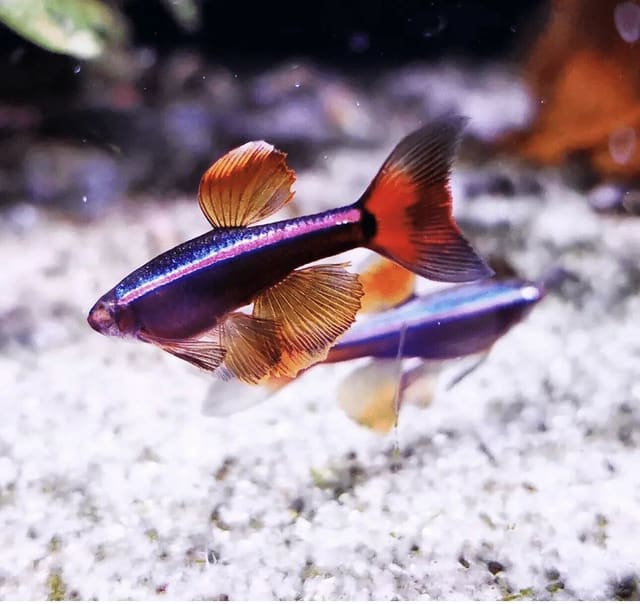 White Cloud Mountain Minnows (Tanichthys albonubes), one foreground fish with a second behind