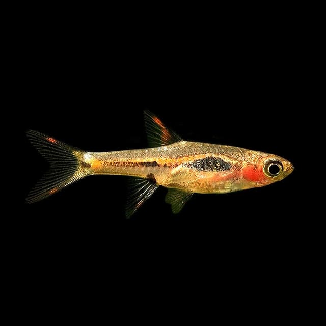 Source-backed representative Phoenix Rasbora (Boraras merah); not the exact fish supplied