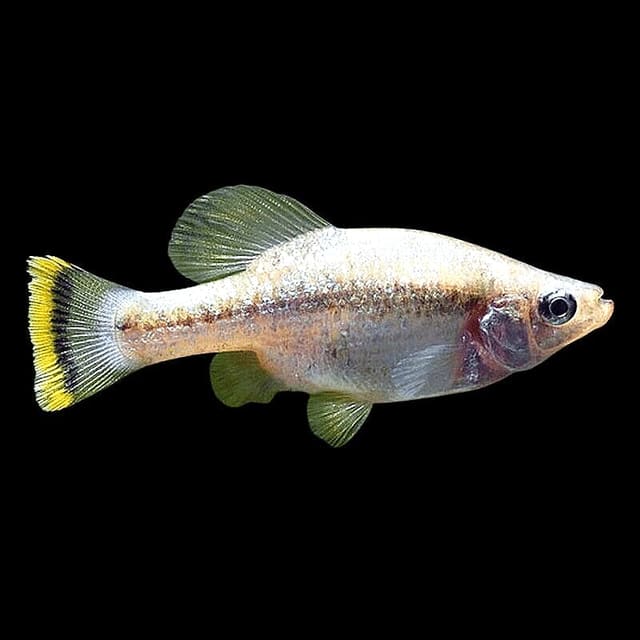 Red-Tailed Goodeid (Xenotoca eiseni) male showing splitfin shape and coloured tail