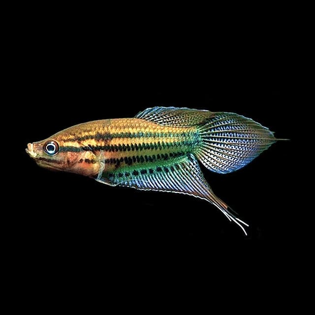 Croaking Gourami Trichopsis vittata with striped body and blue fin detail
