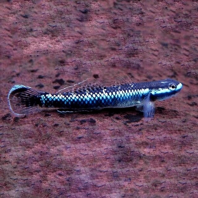 Blue Neon Goby Stiphodon sp. undio blue on rock K705