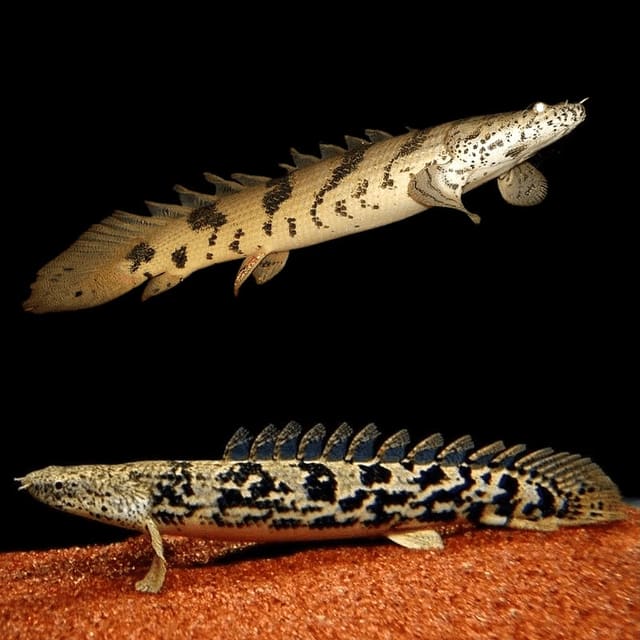 Delhezi Bichir (Polypterus delhezi) two-view source composite, representative image