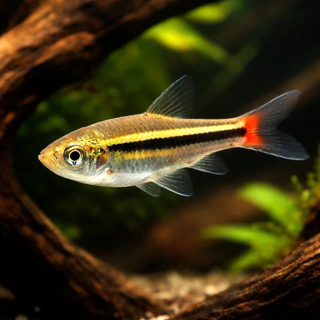 Rasbora Borapetensis in a planted aquarium