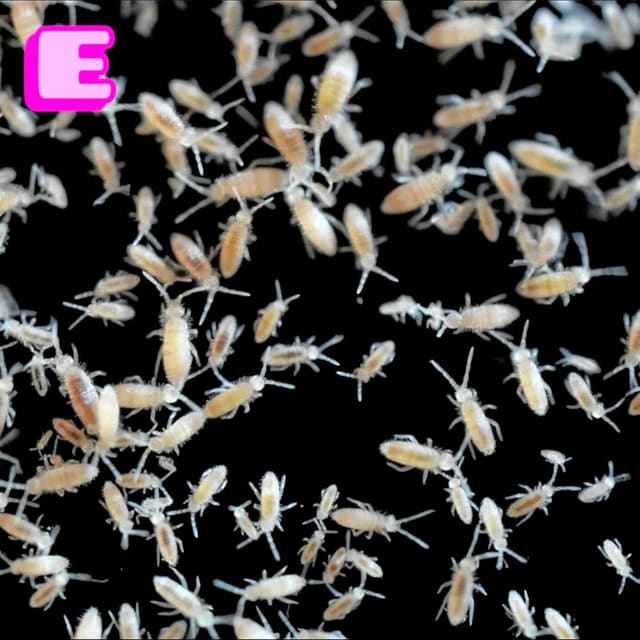 Tropical Springtails 1/2 litre live Collembola culture