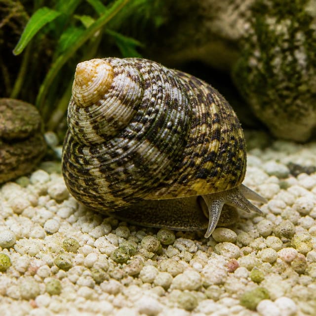 Turbo brunneus marine snail on rockwork in a saltwater aquarium