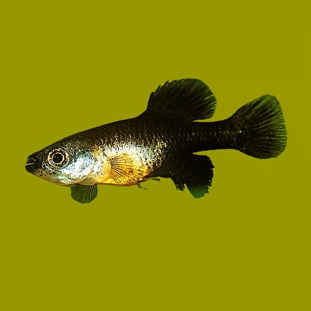 Twoline Skiffia showing the fine vertical markings and dark fins associated with courtship colour