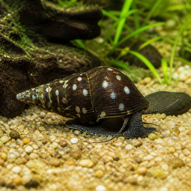 White Spotted Rabbit Snail (Tylomelania patriarchalis)