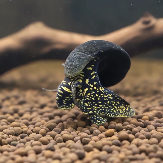 Yellow Spotted Rabbit Snail (Tylomelania sp.)