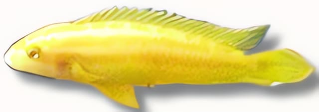 Ornate Julie, Yellow - Albino (Julidochromis ornatus albin)