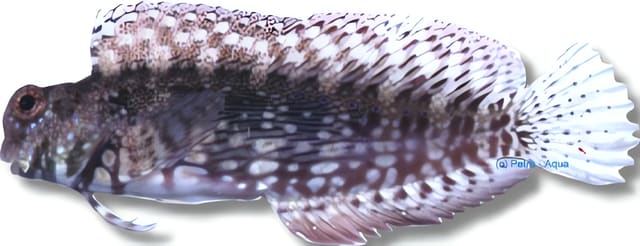 Jewelled blenny (Salarias fasciatus)