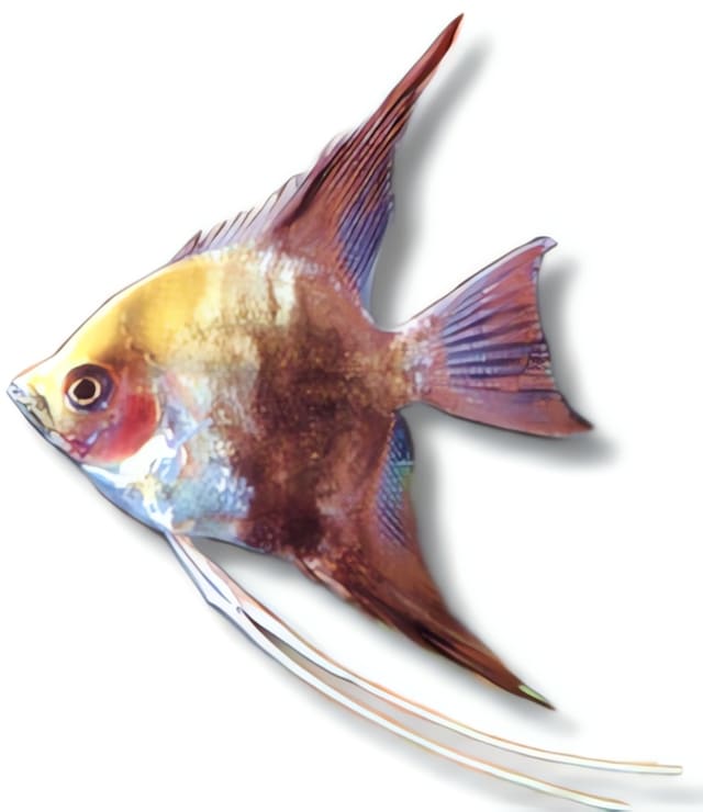 Map Angelfish (Pterophyllum scalare map.)