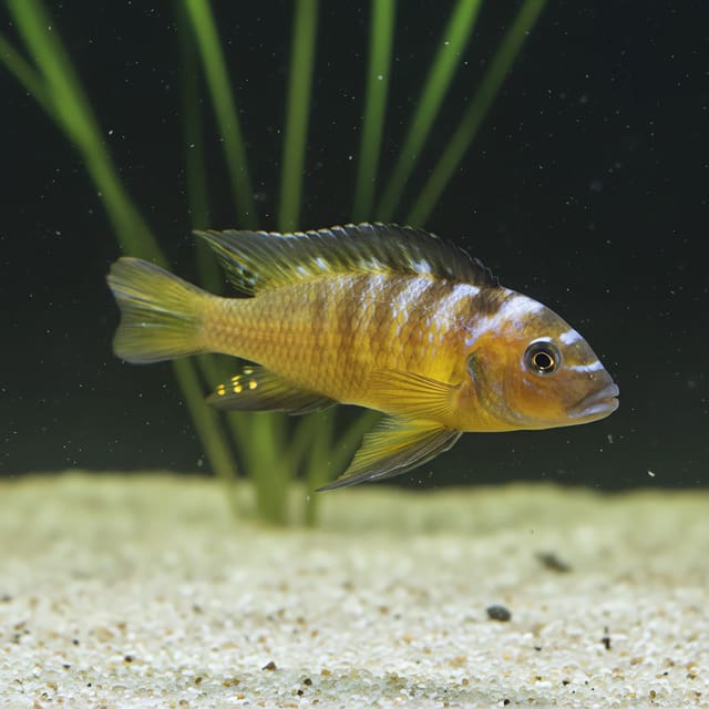Illustrated Usisya Mara Rock mbuna, Metriaclima usisyae, in a rocky Lake Malawi-style aquarium
