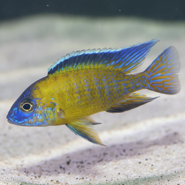 Usisya Peacock Cichlid (Aulonocara stuartgranti locality form)