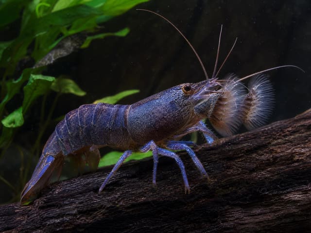 Giant African shrimp (Atyopsis gaboensis) natural aquarium image
