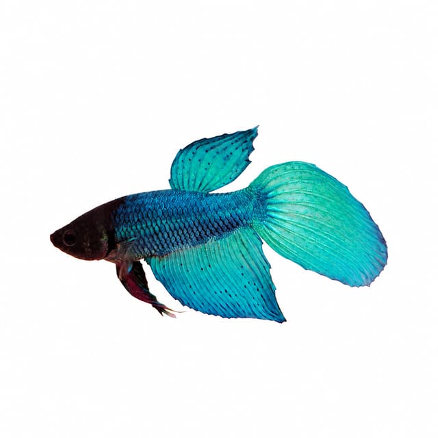 Veiltail Green Male Betta (Betta splendens), XL