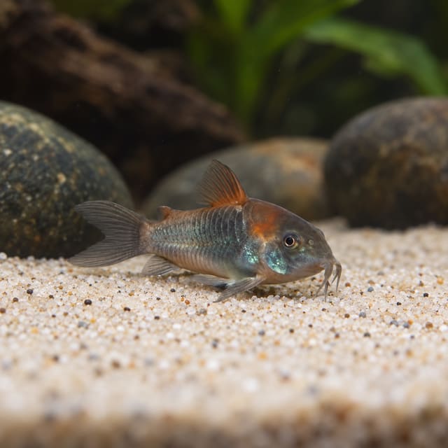 Venezuelan cory with a metallic grey-green body and orange shoulder patch on fine aquarium sand