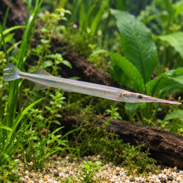 Freshwater needlefish (Xenentodon cancila), a long silvery fish with beak-like jaws, swimming in a planted aquarium