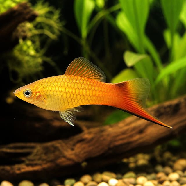 Pineapple Swordtail (Xiphophorus hellerii) in a planted aquarium, representative illustration