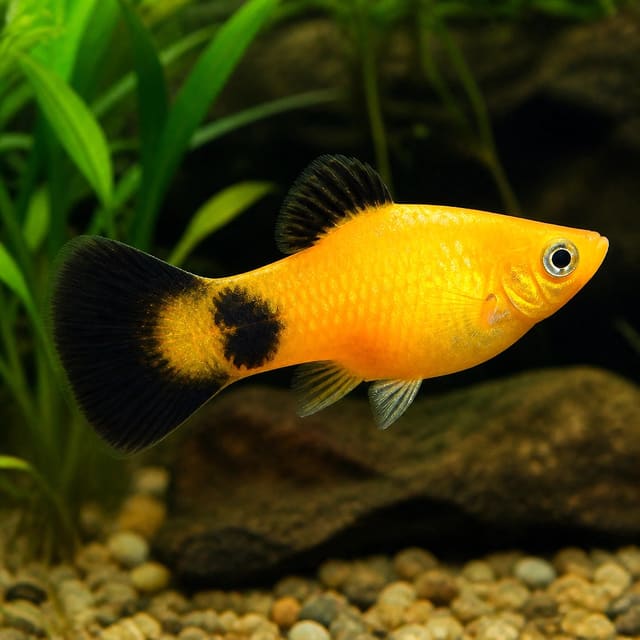 Coral Red Platies – vibrant solid-red Xiphophorus maculatus livebearers