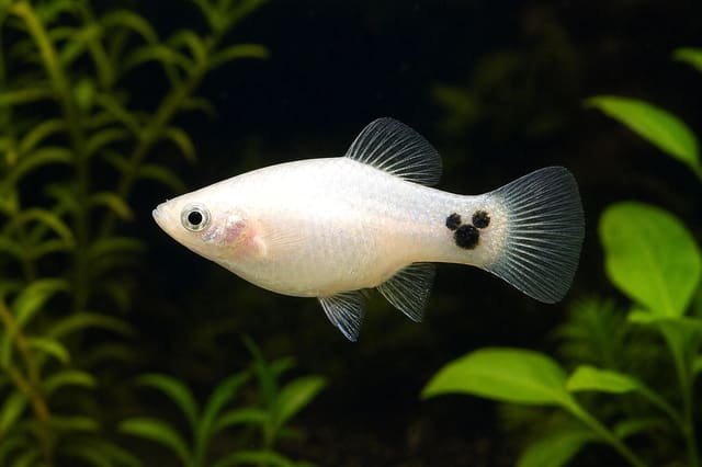 Xiphophorus Maculatus White Mickey Mouse Fish
