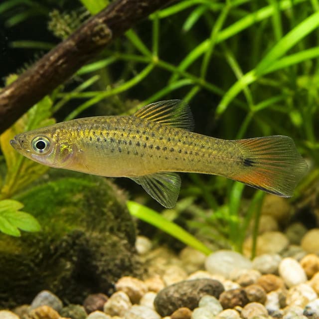 Pygmy Swordtail fish Xiphophorus pigmaeus 2 cm in a freshwater aquarium