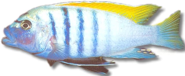 Yellow Afra Cichlid (Cynotilapia afra) in side view, pale blue-white with dark blue bars, a yellow dorsal fin and a yellow