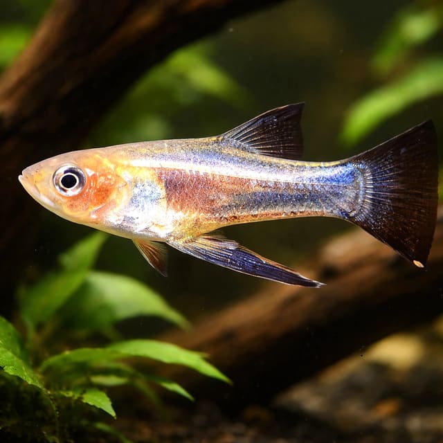 Yellow Belly, Sickle Girard — Fresh Water Fish
