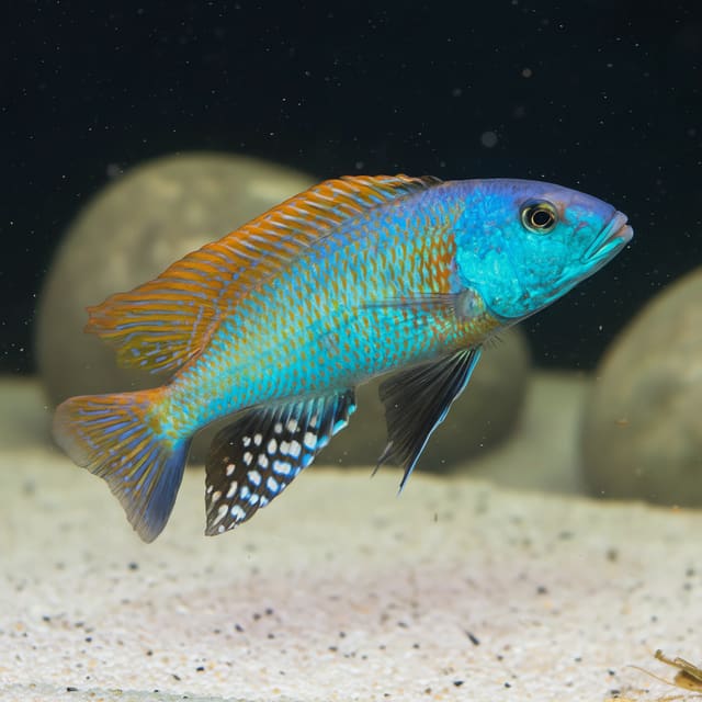 Adult male Yellow Lepturus Cichlid (Buccochromis rhoadesii) swimming over pale aquarium sand