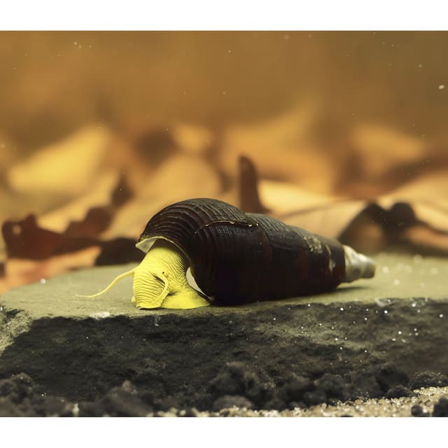 Yellow Rabbit Snail (Tylomelania sp.) in a planted aquarium — representative image