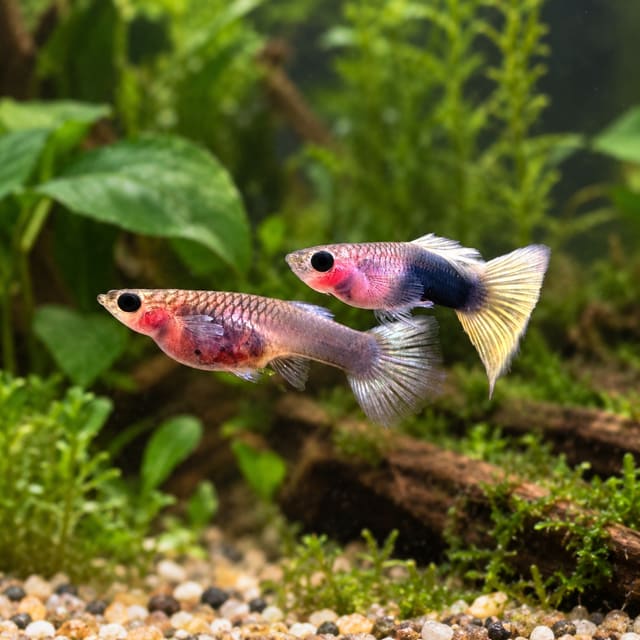 Yellow Tuxedo Glass Belly guppy pair in a planted aquarium, the male with a dark rear and pale yellow tail